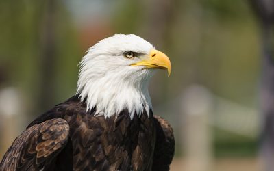 Bundy Didn’t Just Seize My Bird Refuge